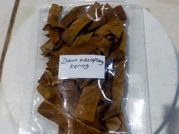 Daun Ketapang Kering